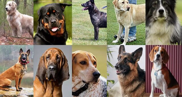 10 Ras Anjing Terbaik