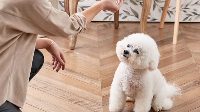 Cara Melatih Anjing