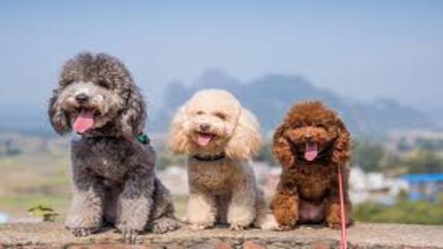 Anjing Poodle Semua yang Perlu Anda Ketahui tentang Ras
