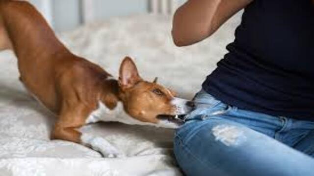 Mengatasi Anjing yang Suka Menggigit Tips dan Trik yang Efektif