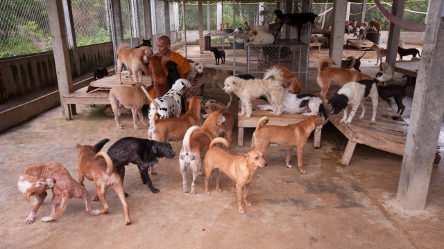 Pentingnya Shelter Anjing: Tempat Perlindungan dan Adopsi Hewan Terpercaya