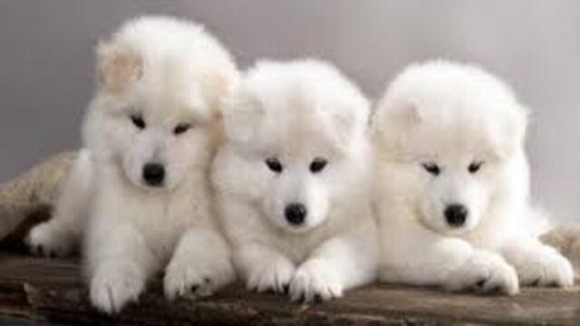 10 Anjing Lucu dan Menggemaskan yang Bikin Hati Meleleh
