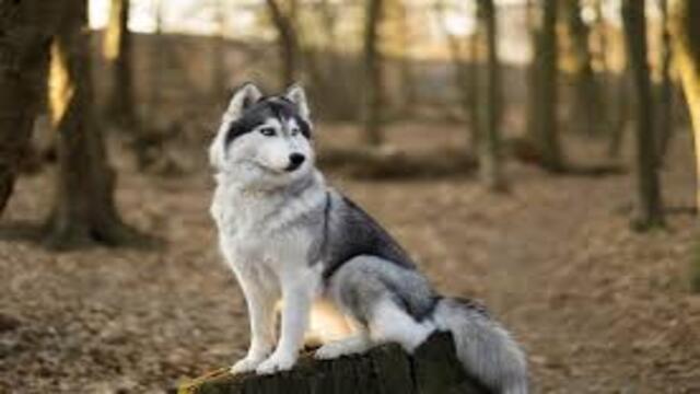 Mengenal Ciri-Ciri Anjing Husky Asli dan Cara Merawatnya