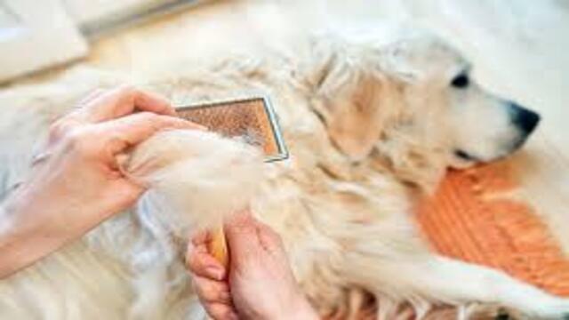Panduan Lengkap Perawatan Bulu Anjing agar Tetap Sehat