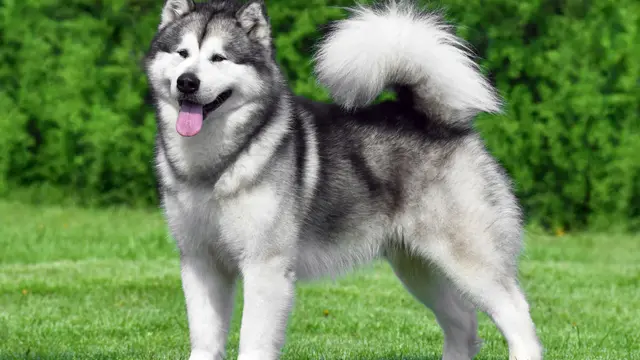 Anjing Alaskan Malamute: Ciri Fisik, Karakter, dan Cara Merawat