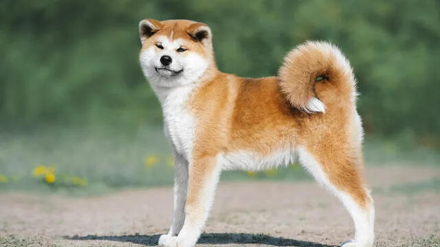 Kisah Hachiko: Cerita Haru Kesetiaan Anjing Akita Inu