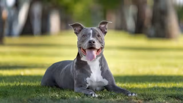 Tips Mengatasi Anjing Agresif: Panduan Sosialisasi Efektif