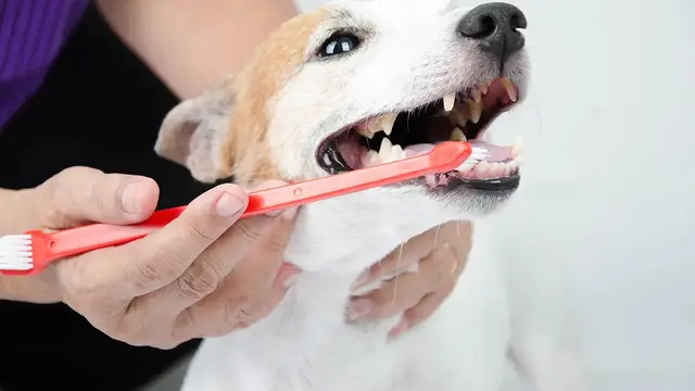 Cara Menjaga Kesehatan Gigi Anjing dengan Perawatan Sederhana