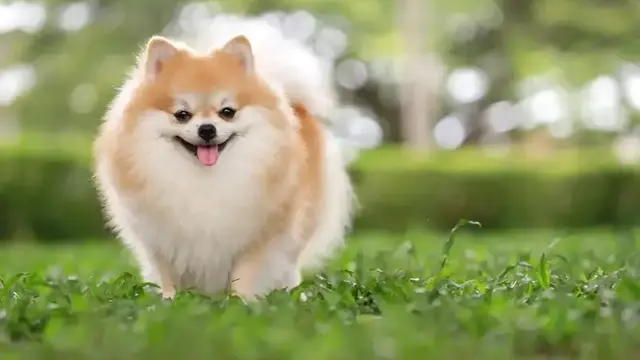 9 Ras Anjing Lucu yang Populer di Kalangan Pecinta Hewan