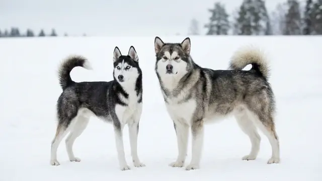 Alaskan Malamute vs Siberian Husky: Bedanya Apa Sih?